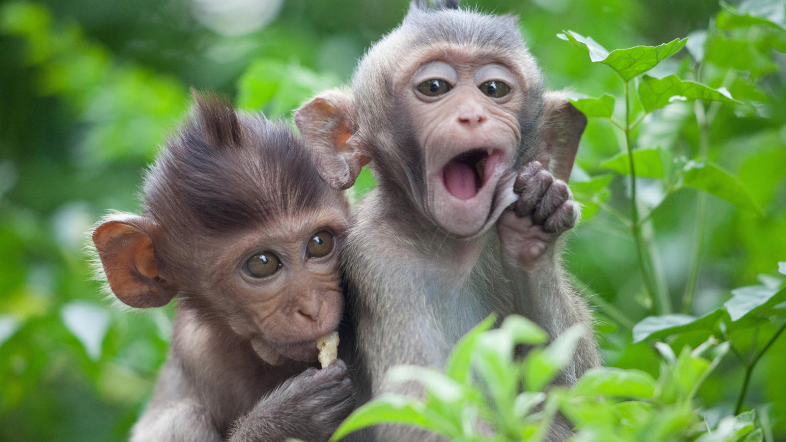 Annoyed by monkeys? Try these eight proven methods to keep them away