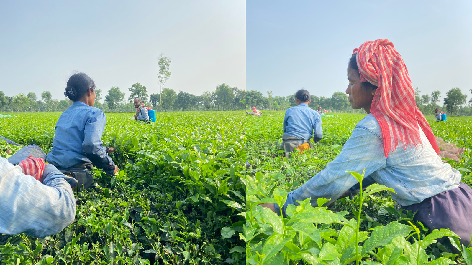 The Women who no longer pluck tea