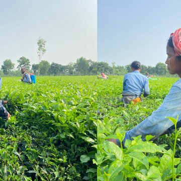 The Women who no longer pluck tea