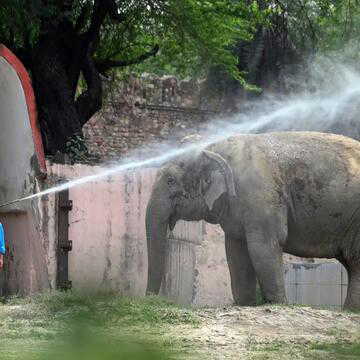 Karnataka cracks down on elephant tourism after Chennai tourist dies