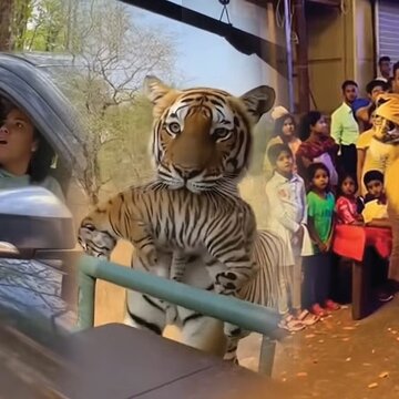 Tiger sips desi daru, leopard delivers cub: How AI-generated animal videos fooling millions online