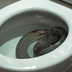 Why snakes sometimes appear in toilets? Explained
