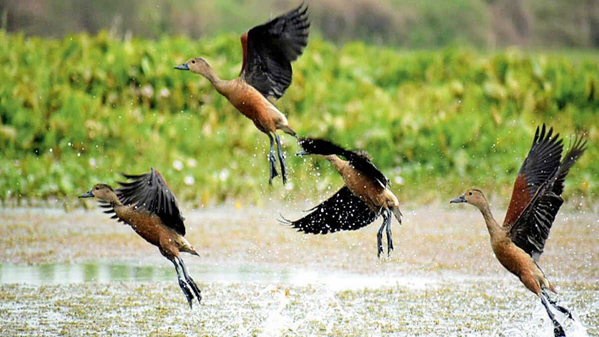 Forest department special permission clearance is mandatory now to keep turtles and birds