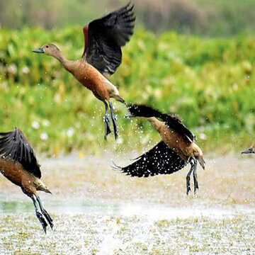 Forest department special permission clearance is mandatory now to keep turtles and birds