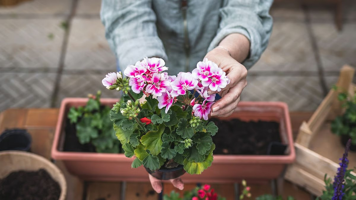 Want a colourful winter garden? Start growing geraniums now