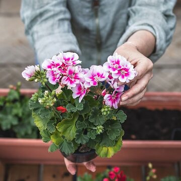 Want a colourful winter garden? Start growing geraniums now