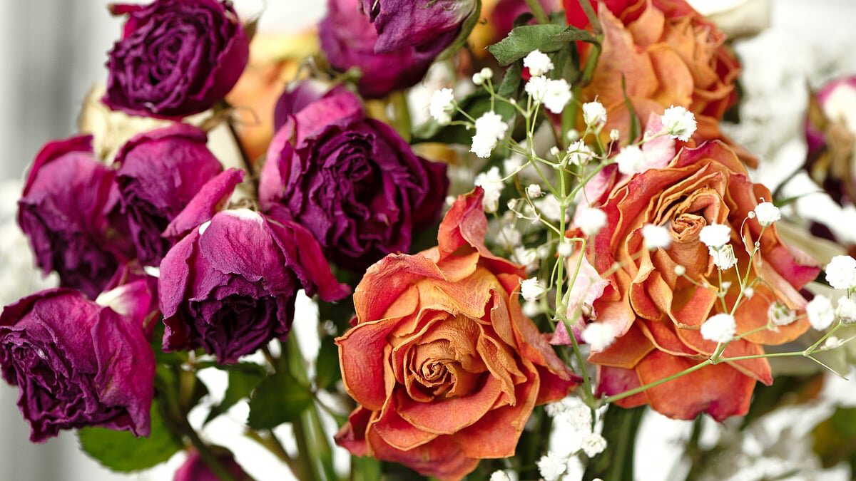 Rose Day flowers dried too soon? Try these simple ways to reuse rose petals at home