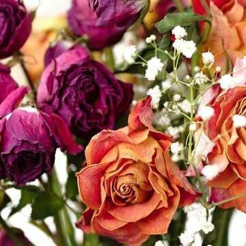 Rose Day flowers dried too soon? Try these simple ways to reuse rose petals at home