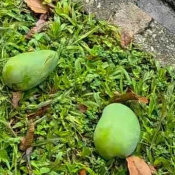 Picking a fallen mango in Singapore? It could cost you Rs 3.75 lakh
