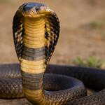 Why are snake sightings rising in Kerala? Here's what you need to know