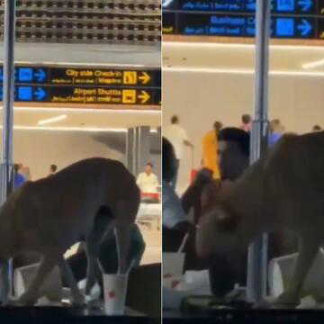 Viral Hyderabad airport video sparks debate over hygiene and stray dogs | WATCH