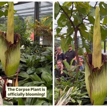 What makes this ‘Corpse flower’ so popular despite its smell? Here’s what you may not know
