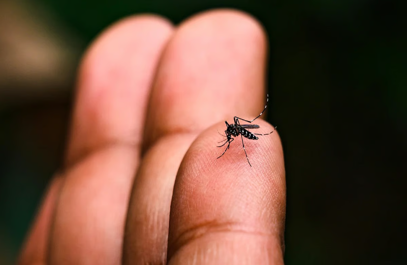 Dengue mosquitoes flourishing in the pandal holes cavities, municipality's tool only warnings