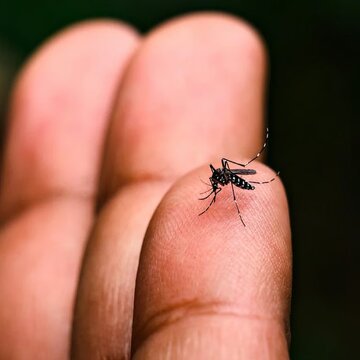 Dengue mosquitoes flourishing in the pandal holes cavities, municipality's tool only warnings