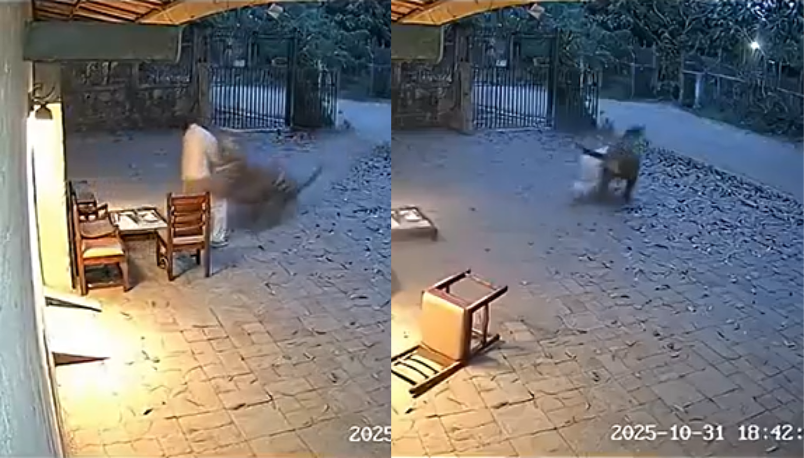 Viral tiger attack video sparks fear in Maharashtra, but officials say it’s….