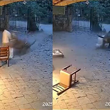 Viral tiger attack video sparks fear in Maharashtra, but officials say it’s….