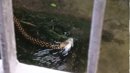 WATCH snake swims with fish in mouth in flooded Kolkata, netizens call 'Bro proved that he is Bengali'