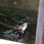 WATCH snake swims with fish in mouth in flooded Kolkata, netizens call 'Bro proved that he is Bengali'