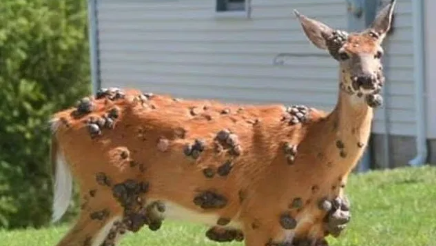Mutant deer with bizarre flesh growths spotted in US