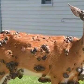 Mutant deer with bizarre flesh growths spotted in US