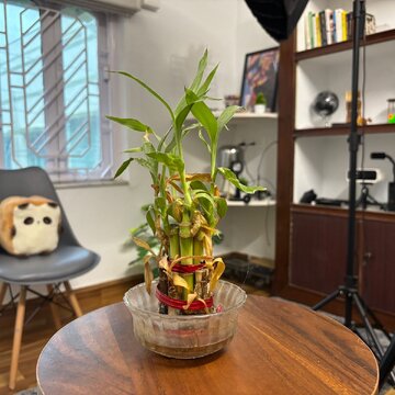 Top 8 plants for cleaner and pollution-free air in your living space