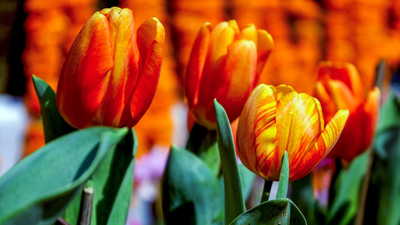 क्या मार्च में कश्मीर जाने का प्लान है? ये 5 वजहें आपको तुरंत टिकट बुक करने पर कर देंगी मजबूर