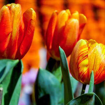 क्या मार्च में कश्मीर जाने का प्लान है? ये 5 वजहें आपको तुरंत टिकट बुक करने पर कर देंगी मजबूर