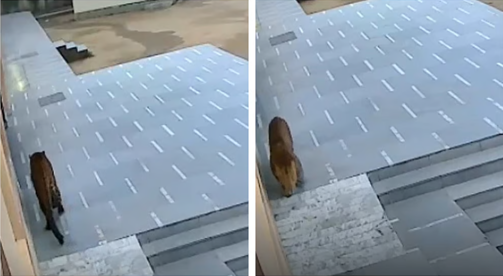 दीवार में छेद कर नींद की गोलियां चलाकर, रोमांचक अभियान में गाजियाबाद के स्कूल से निकाला लेपर्ड