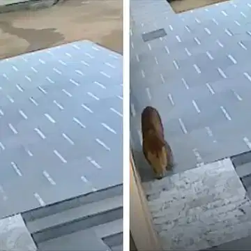 दीवार में छेद कर नींद की गोलियां चलाकर, रोमांचक अभियान में गाजियाबाद के स्कूल से निकाला लेपर्ड