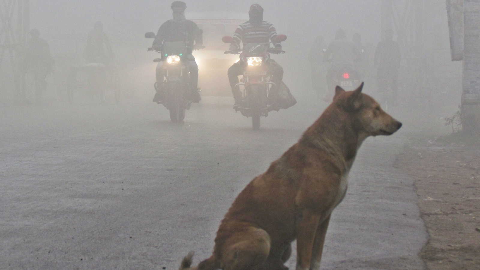 ‘शिक्षकों से आवारा कुत्ते गिनवाने’ के दावे को दिल्ली सरकार ने झूठा बताया, फर्जी सूचना पर FIR