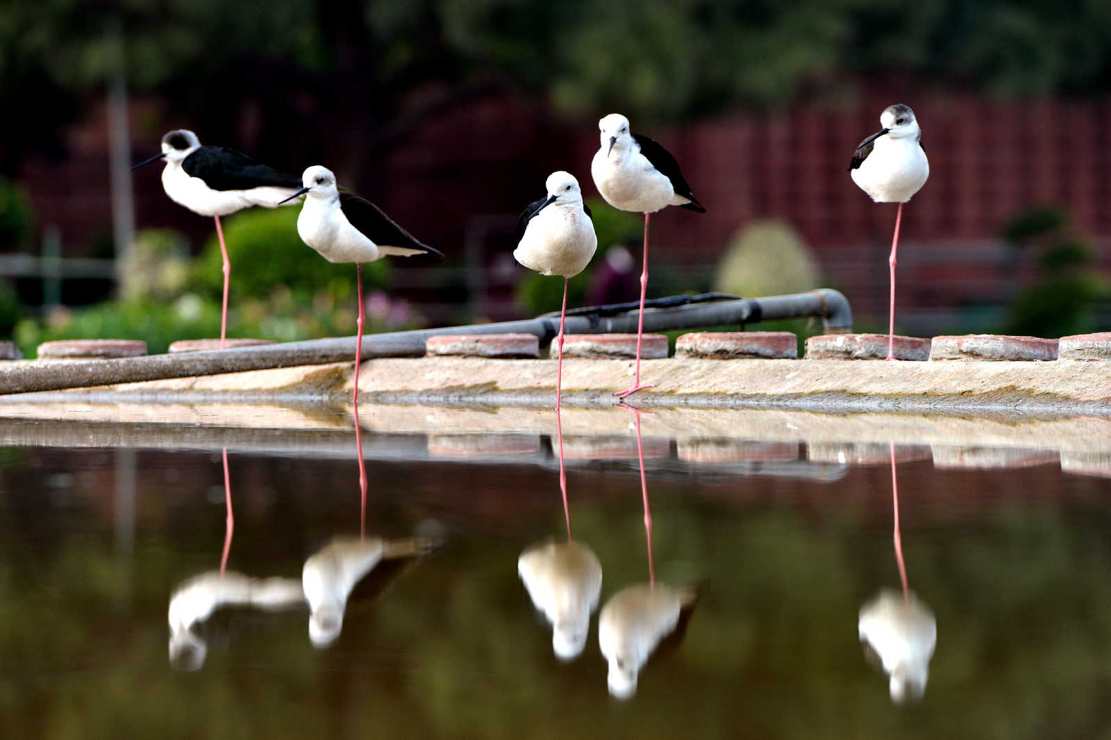 सुबह से खिली धूप और सुहाना मौसम लेकिन AQI ने बढ़ाई कोलकाता की चिंता, बढ़ेगा तापमान!
