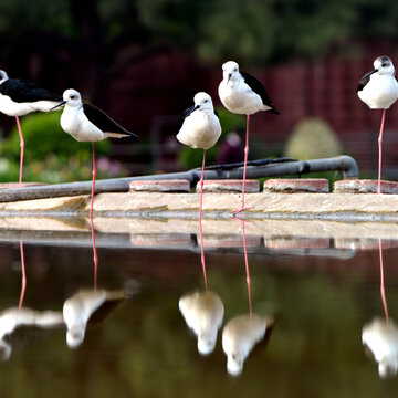 सुबह से खिली धूप और सुहाना मौसम लेकिन AQI ने बढ़ाई कोलकाता की चिंता, बढ़ेगा तापमान!
