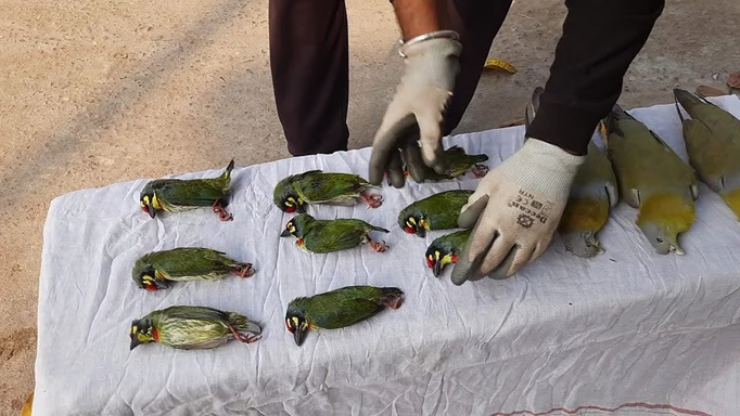 जहर देकर 100 से ज्यादा प्रवासी पक्षियों को मारने का आरोप