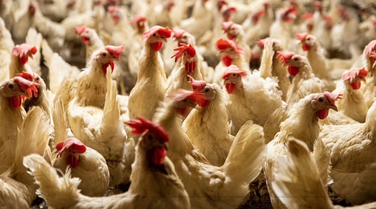 मुर्गी के आहार की कीमत बढ़ गई, लेकिन अंडों की कीमत अभी भी 8-9 रुपये ही है