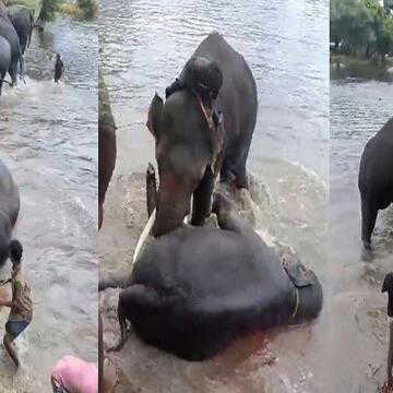 कर्नाटक के दुबारे एलिफेंट कैंप में दर्दनाक हादसा, हाथियों की लड़ाई में महिला की मौत