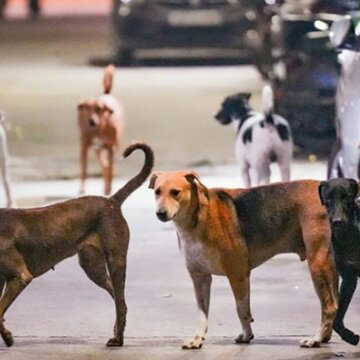 सौ से अधिक आवारा कुत्तों को जहर देकर मार डालने का आरोप ग्राम पंचायत प्रमुख पर