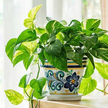 कर्ज़ से मुक्ति मिलेगी, पैसे बढ़ेंगे, वास्तु के अनुसार मनी प्लांट के छोटे उपाय से आर्थिक तंगी दूर होगी