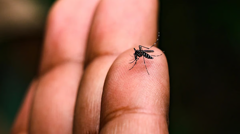 विधाननगर में 1 महीने में 13 लोग डेंगू से संक्रमित, दिसंबर डेंगू संक्रमण के आंकड़े बढ़ा रही है चिंता