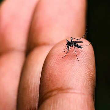 विधाननगर में 1 महीने में 13 लोग डेंगू से संक्रमित, दिसंबर डेंगू संक्रमण के आंकड़े बढ़ा रही है चिंता