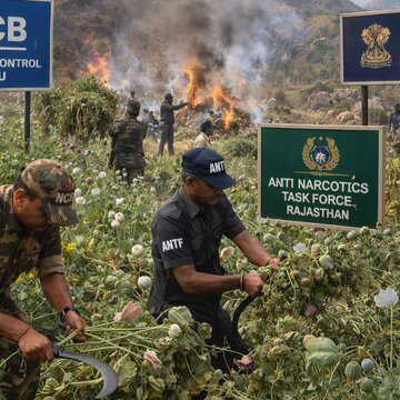 राजस्थान: उदयपुर में करीब 170 एकड़ अवैध अफीम की खेती नष्ट की गयी