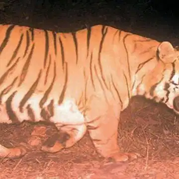 अभी तक बक्सा के जंगलों में घूम रहा है बाघ, दहाड़ कर करवा रहा है उपस्थिति का अहसास