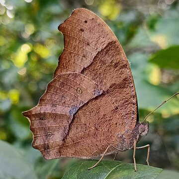 क्यों हर तरफ मंडराती दिख रही हैं भूरी तितलियां? क्या इसका है कोई खास संकेत?
