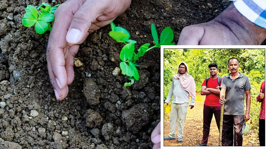 खाए हुए फलों के बीज फेंकने की जगह उसे जंगल में बोने लगे, पांच दोस्तों की अनोखी पहल