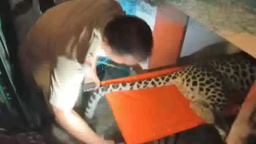 दमन में मिठाई की दुकान में घुसा तेंदुआ, 10 घंटे की मशक्कत के बाद रेस्क्यू, सोशल मीडिया पर वायरल वीडियो