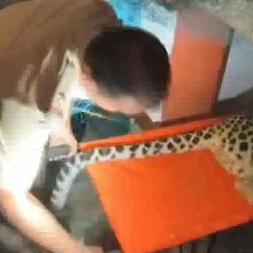 दमन में मिठाई की दुकान में घुसा तेंदुआ, 10 घंटे की मशक्कत के बाद रेस्क्यू, सोशल मीडिया पर वायरल वीडियो