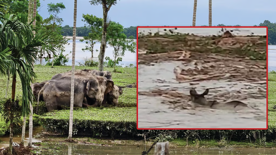 उत्तर बंगाल से सामने आयी डराने वाली तस्वीर, तोर्सा नदी के तेज बहाव में बहता दिखा गैंडा