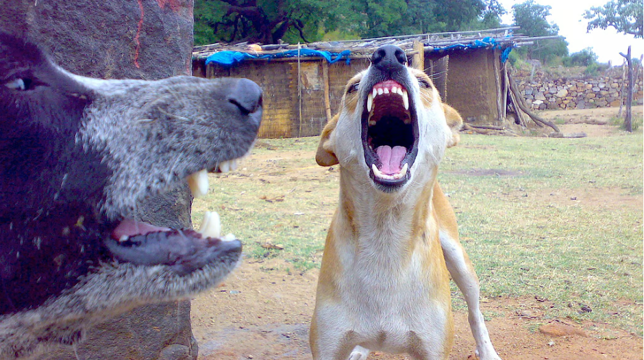 तेलंगाना में आवारा कुत्तों का कहर, सड़क पर खेलते बच्चे पर झुंड ने किया हमला