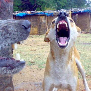 तेलंगाना में आवारा कुत्तों का कहर, सड़क पर खेलते बच्चे पर झुंड ने किया हमला