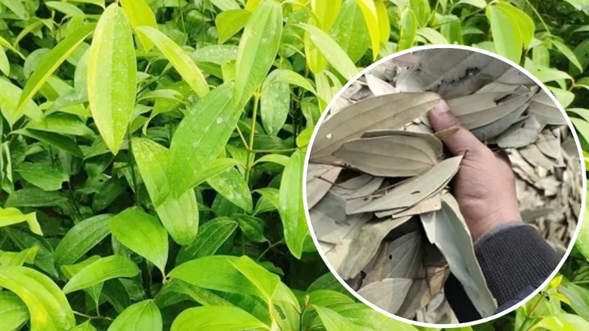 तेजपत्ते की खेती से इस जिले में 400 करोड़ रुपये का कारोबार , पुरुषों और महिलाओं दोनों के लिए रोजगार के अवसर पैदा हो रहे।