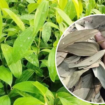 तेजपत्ते की खेती से इस जिले में 400 करोड़ रुपये का कारोबार , पुरुषों और महिलाओं दोनों के लिए रोजगार के अवसर पैदा हो रहे।